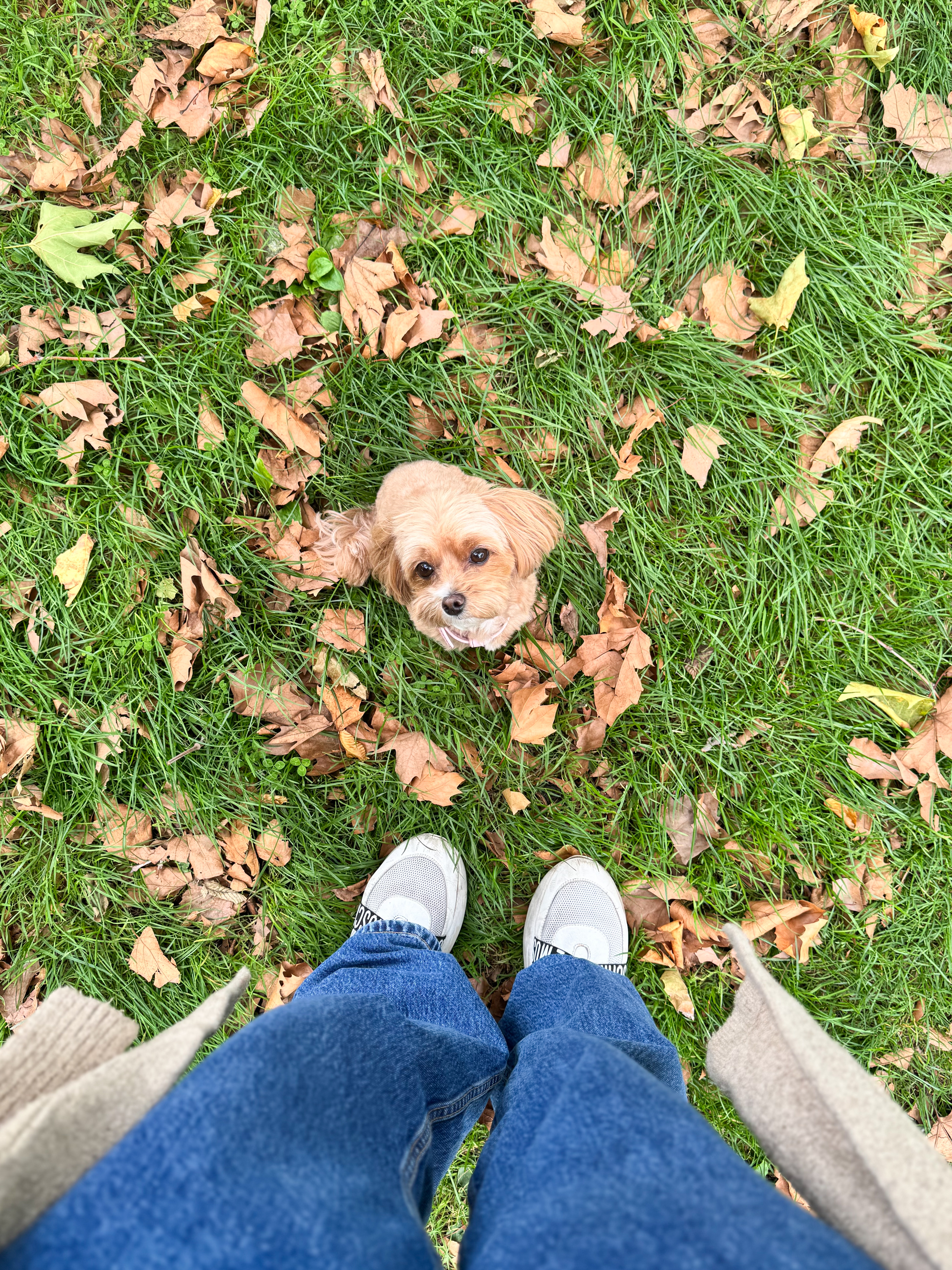 Dog sitter walking a Cavapoo in autumn leaves at a park in Wimbledon, SW London