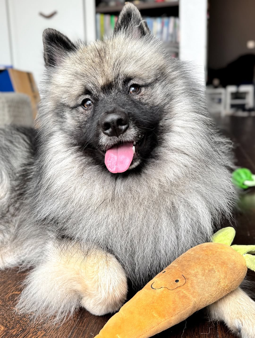 5 star pet sitter. Cheeno the dog, boarded by My Wagging Tail in Wimbledon, SW19. Pet sitter in South West, West London and Central London.