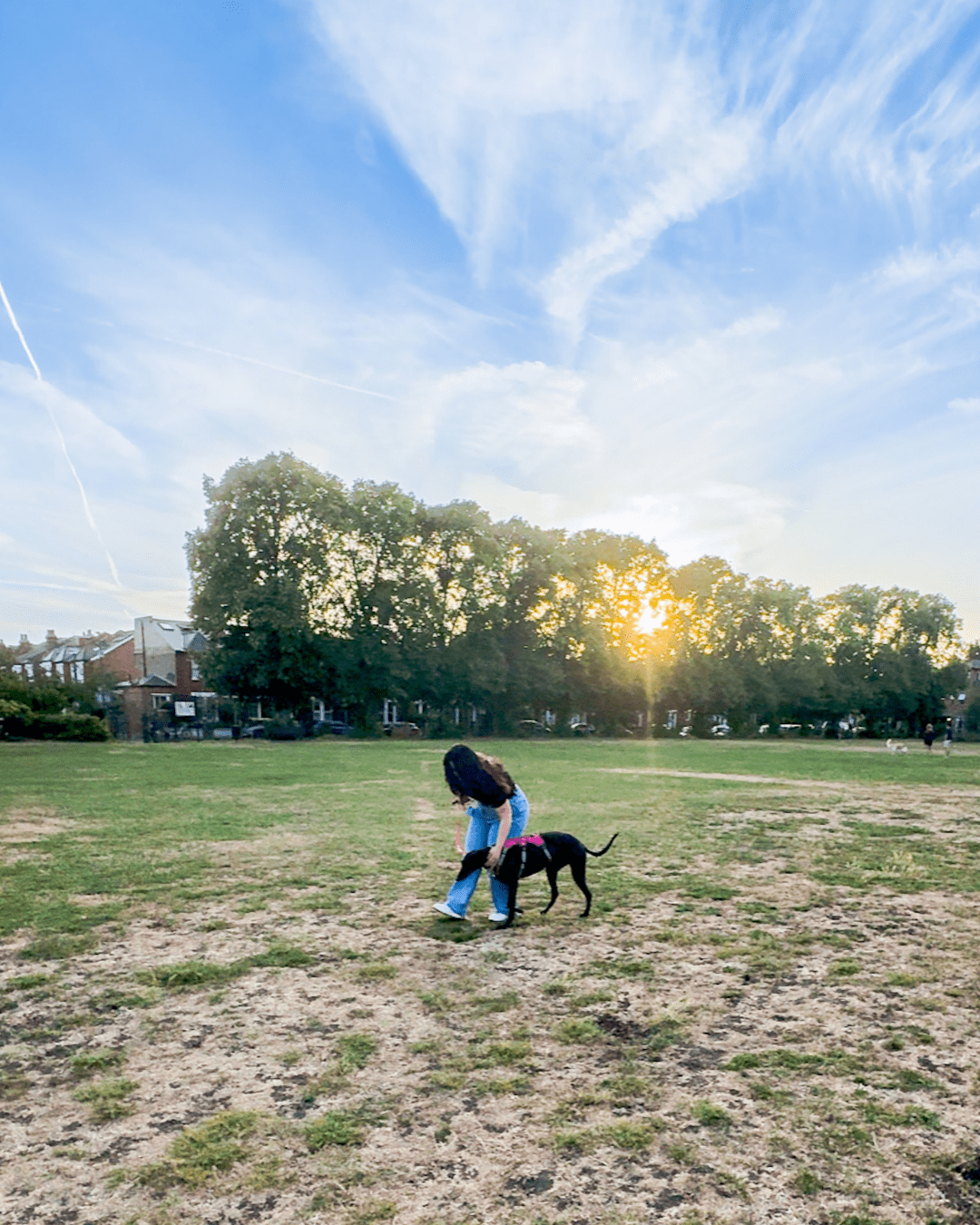 Professional dog walker with a dog at Wimbledon Common and Garfield Recreation Park. Dog walking service in Wimbledon, SW19 by My Wagging Tail
