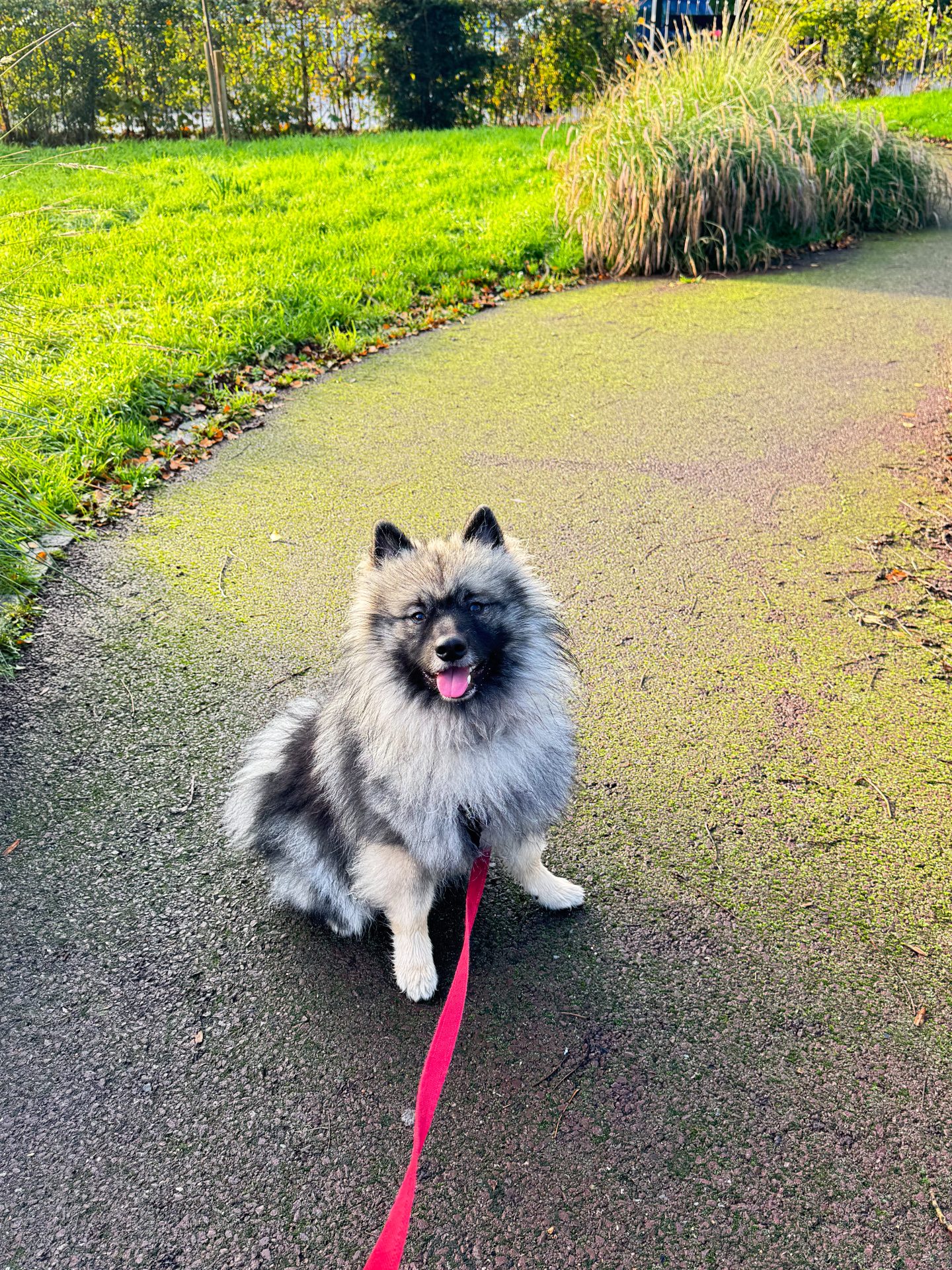 Fluffy grey Keeshond enjoying a dog walk with My Wagging Tail pet sitter, covering dog walking and daycare across SW London, West and Central London areas including Wimbledon, Wandsworth, Chelsea, Kensington and Mayfair