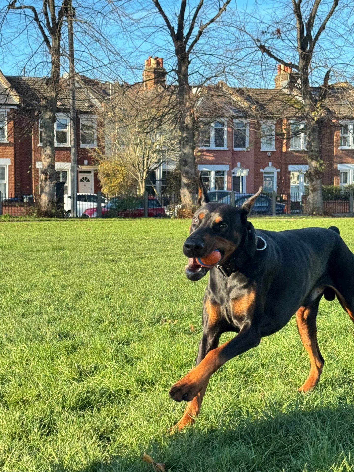 Doberman enjoying an off-lead run during a dog boarding holiday care home-from-home environment with My Wagging Tail Wimbledon tay with My Wagging Tail, Wimbledon SW19.