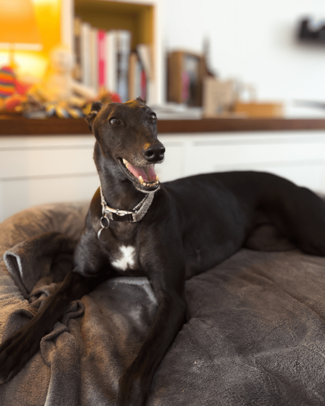 Dog House Sitting South West London. Greyhound relaxing at home during a dog house sitting visit by My Wagging Tail in Wimbledon.