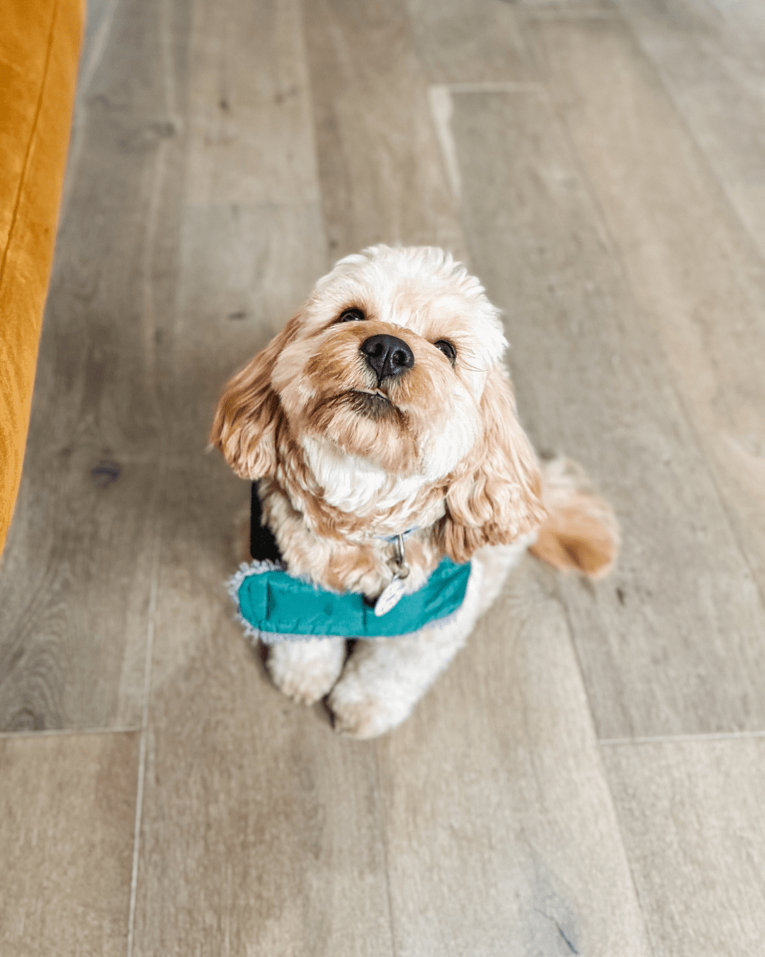 Drop-in (Check-in Visits) in South West London.Pet Care. Happy Cockapoo during a drop-in welfare visit by My Wagging Tail pet sitter in Wimbledon, SW London