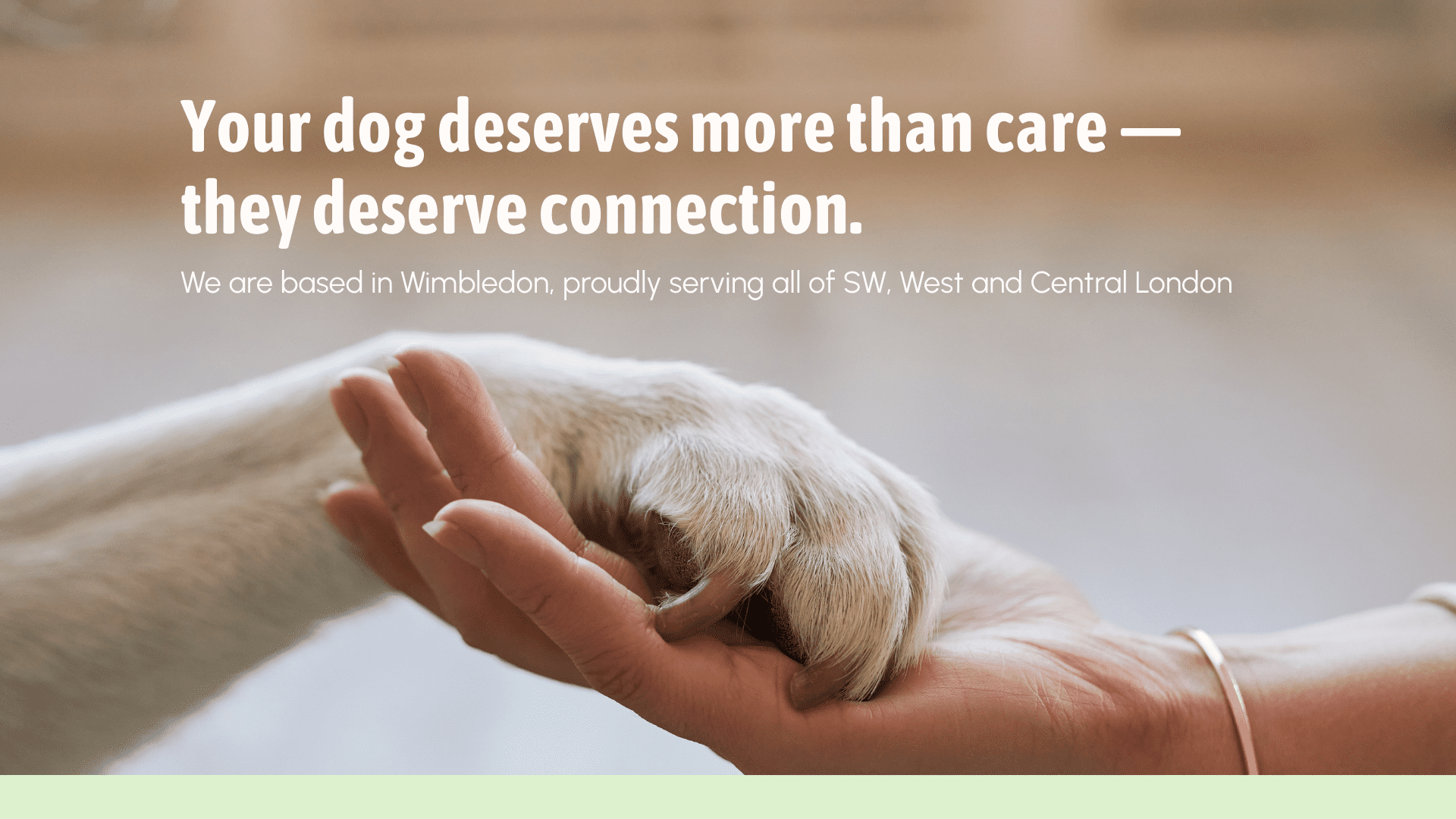 Dog paw resting in human hand - My Wagging Tail pet sitting and dog walker Wimbledon, sw19. Your dog deserves more than care, they deserve connection.