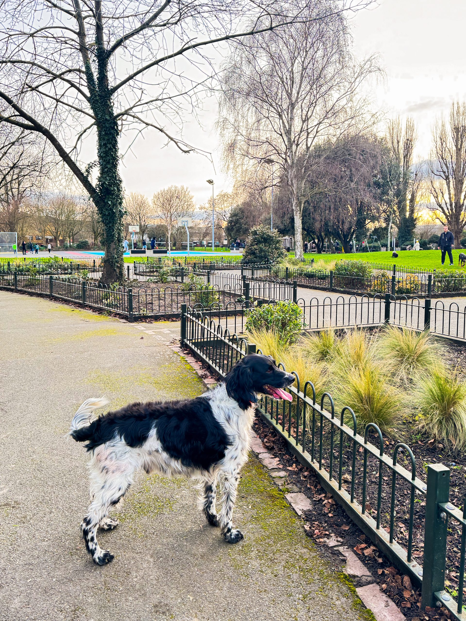 A happy dog on a solo walk with My Wagging Tail, behaviour-focused and insured dog walkers based in Wimbledon, SW London