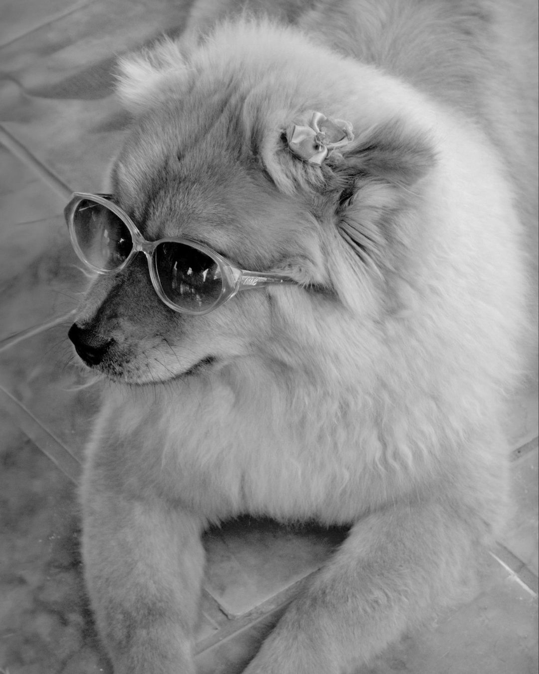 A Chow Chow dog in sunglasses — reminiscent of Mel, the beloved 13-year-old Chow Chow who inspired this pet sitting journey