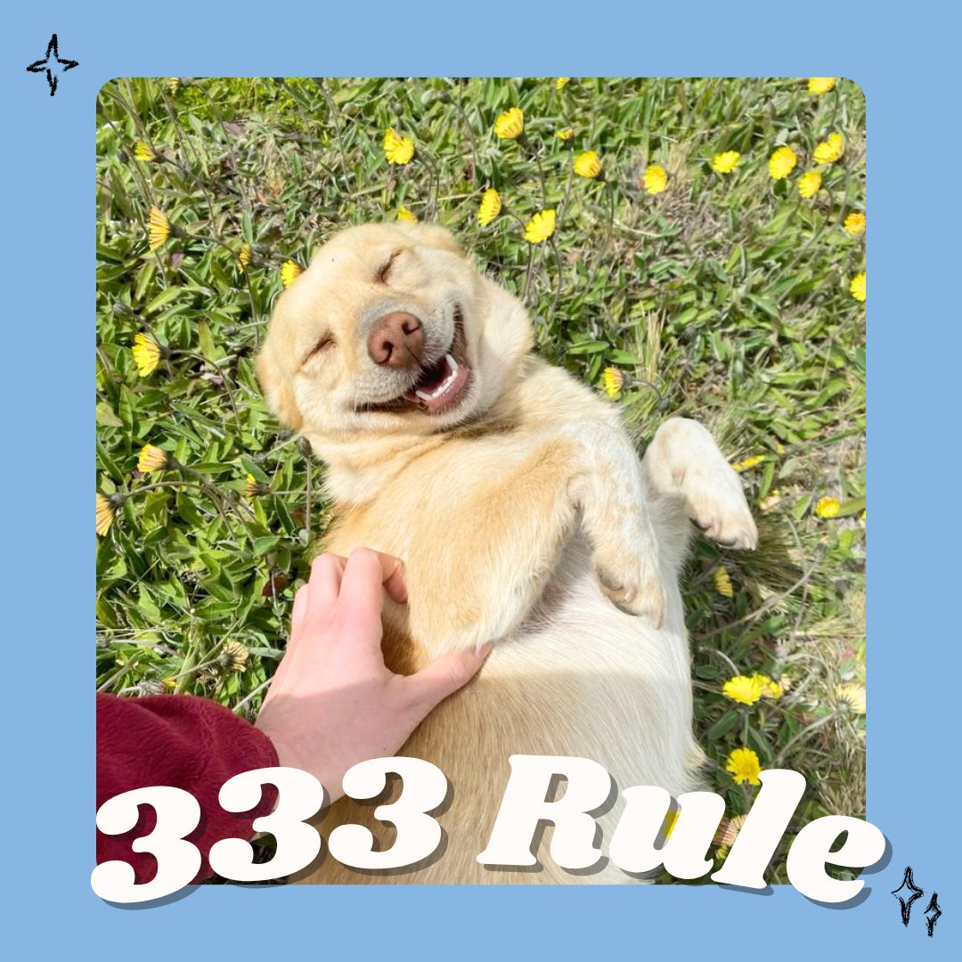 Happy rescue dog rolling in the grass, understanding the 3-3-3 rule for rescue dogs, pet sitting and dog walking in Wimbledon, South West and Central London