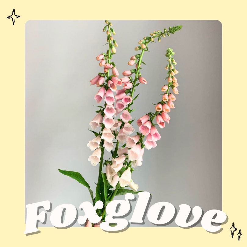 Foxglove is a tall woodland plant that is highly toxic to dogs. Ingestion can lead to serious heart problems, vomiting, and weakness. At Wagging Tail Pet Sitter and Dog Walker Wimbledon, we help keep dog owners informed with simple tips to spot and avoid toxic plants during walks.