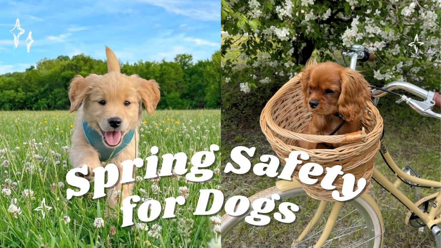 Spring Safety for Dogs: Flowers and Plants to Watch Out For