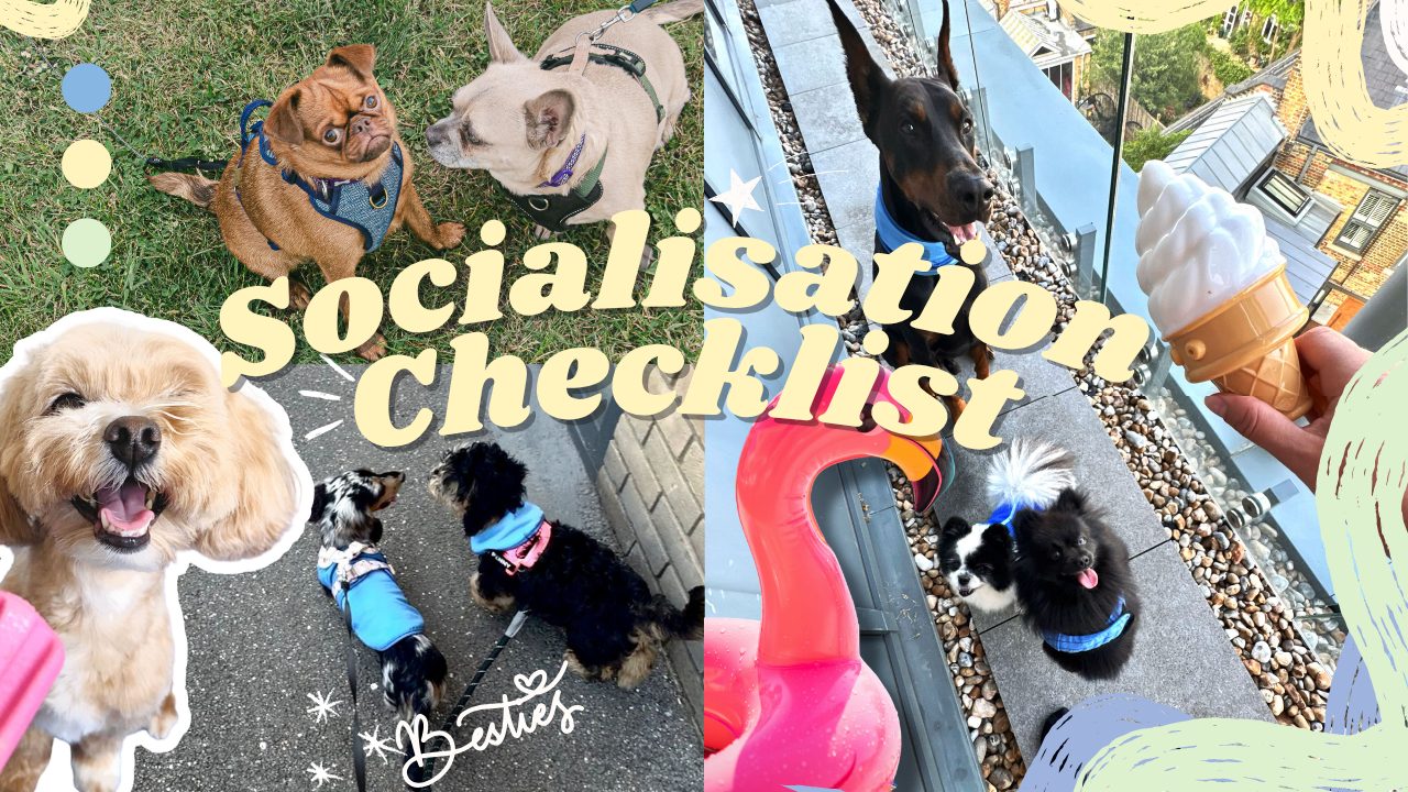 Puppy Socialisation: When to Start and How to Do It Right